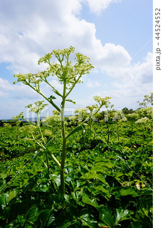 宮古島の植物 宮古島の植物 44524552
