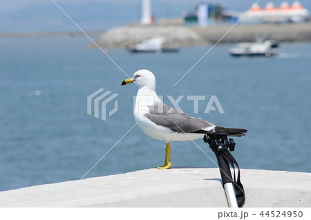 風景 帆 ボート 44524950