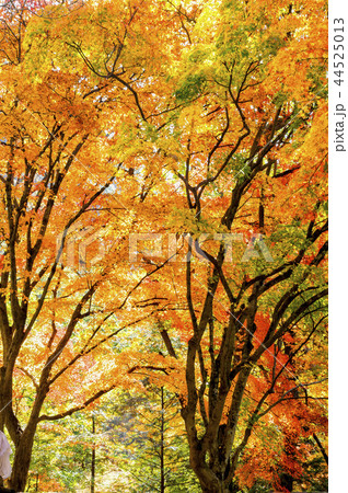 池 紅葉 ベクアムサン 44525013