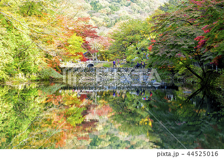 池 紅葉 ベクアムサン 44525016
