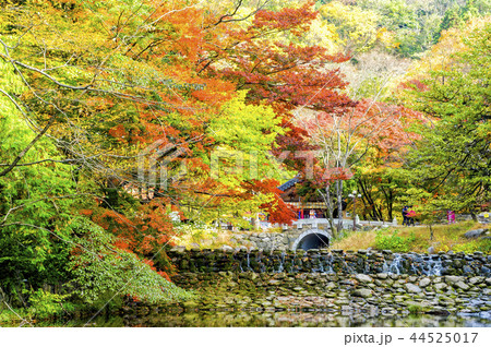 池 紅葉 ベクアムサン 44525017