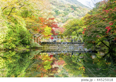 池 紅葉 ベクアムサン 44525018