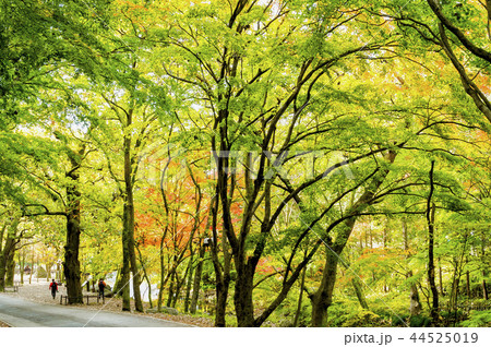 池 紅葉 ベクアムサン 44525019