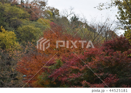 紅葉 44525181