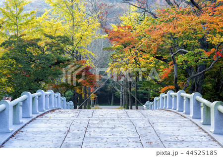 植物 街灯 屋外 44525185