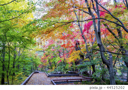 植物 街灯 屋外 44525202