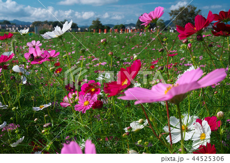 満開のコスモス畑 藤原宮跡 奈良県橿原市 満開のコスモス畑 藤原宮跡 奈良県橿原市 44525306