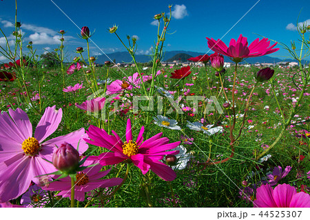 満開のコスモス畑 畝傍山 藤原宮跡 奈良県橿原市 満開のコスモス畑 畝傍山 藤原宮跡 奈良県橿原市 44525307