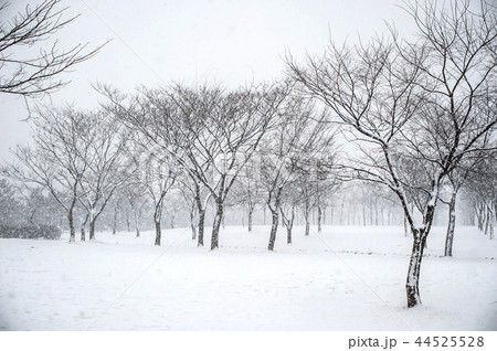 植物 ツツジ 春 44525528