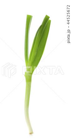 Green onion isolated on the white background Green onion isolated on the white background 44525672