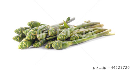 Zingiber zerumbet flower isolated on white Zingiber zerumbet flower isolated on white 44525726