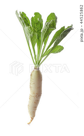 daikon radishes isolated on white background daikon radishes isolated on white background 44525862