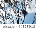 巣 自然 屋外 44525918