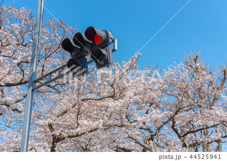 満開の桜と交通信号（赤） 44525941