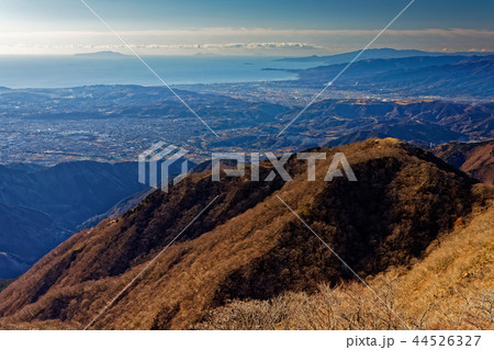 丹沢・塔ノ岳から見る大倉尾根・小田原市街と伊豆大島 44526327