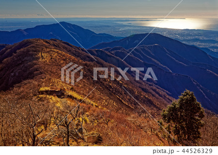 丹沢・塔ノ岳から表尾根・大山と湘南の海の眺め 丹沢・塔ノ岳から表尾根・大山と湘南の海の眺め 44526329