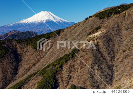 丹沢・表尾根から見る大倉尾根と富士山 44526809