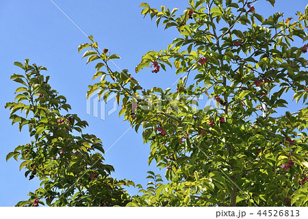 コブシの木 44526813