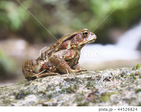 ヒキガエル/木曽川源流域(笹川)/長野県木曽郡木祖村/夏 ヒキガエル/木曽川源流域(笹川)/長野県木曽郡木祖村/夏 44526824