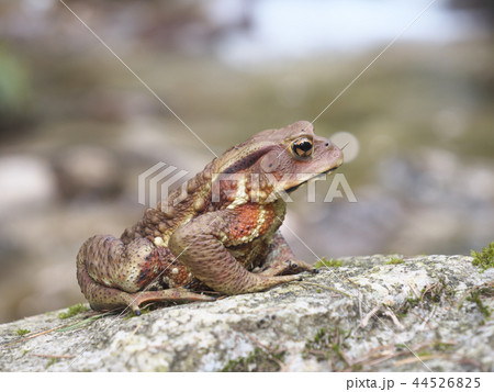 ヒキガエル／木曽川源流域（笹川）／長野県木曽郡木祖村／夏 44526825