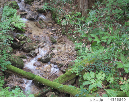 木曽川源流域(笹川)/長野県木曽郡木祖村/夏 木曽川源流域(笹川)/長野県木曽郡木祖村/夏 44526840