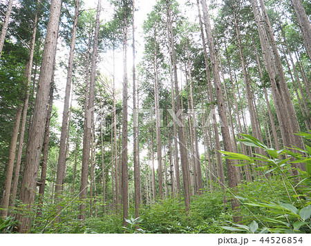 水木沢の森//長野県木曽郡木祖村 水木沢の森//長野県木曽郡木祖村 44526854