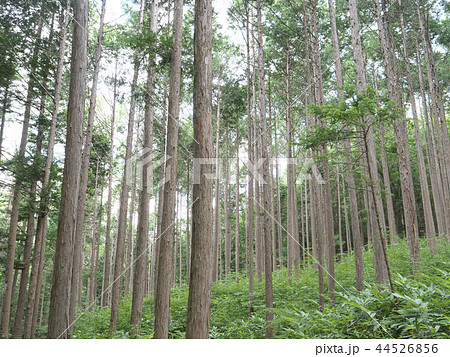 水木沢の森／／長野県木曽郡木祖村 44526856