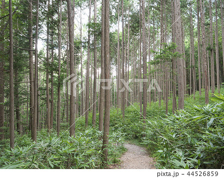 水木沢の森／／長野県木曽郡木祖村 44526859