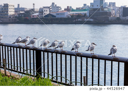 (清洲橋付近)休む鳥たち (清洲橋付近)休む鳥たち 44526947