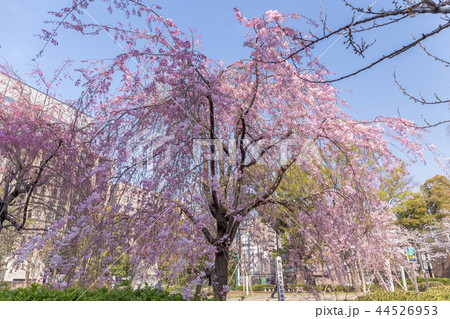 東京・浜町公園の桜 東京・浜町公園の桜 44526953