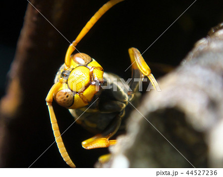 セグロアシナガバチの営巣 44527236