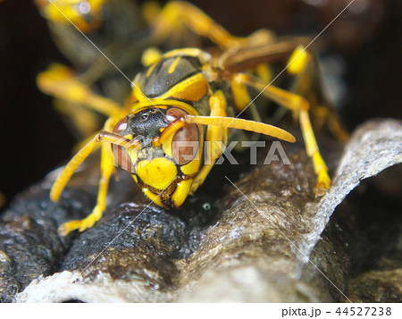 セグロアシナガバチの営巣 44527238