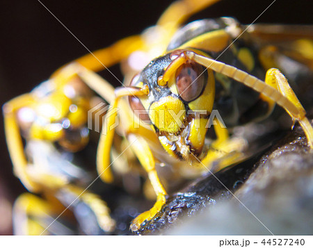 セグロアシナガバチの営巣 44527240