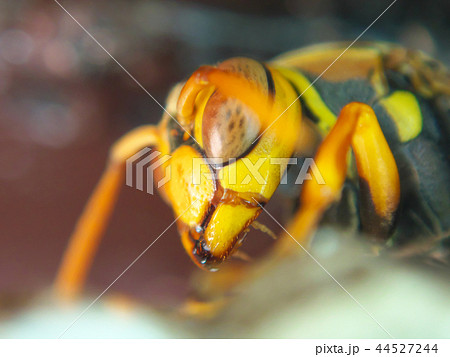 セグロアシナガバチの営巣 44527244