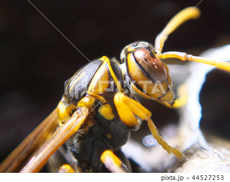 セグロアシナガバチの営巣 44527253