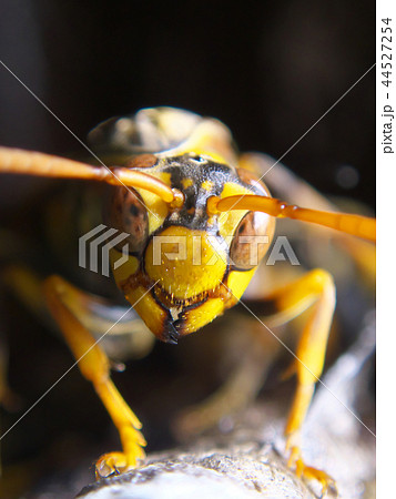 セグロアシナガバチの営巣 44527254