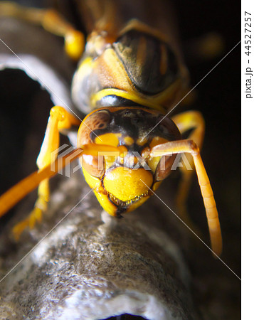 セグロアシナガバチの営巣 44527257