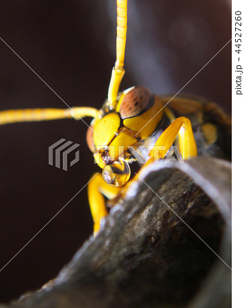 セグロアシナガバチの営巣 44527260