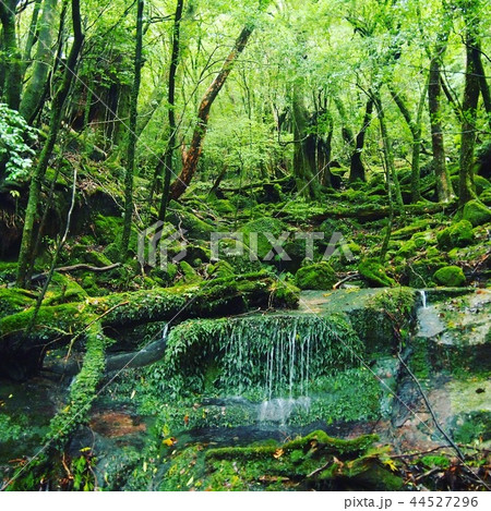屋久島 44527296