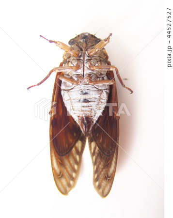 アブラゼミ 44527527