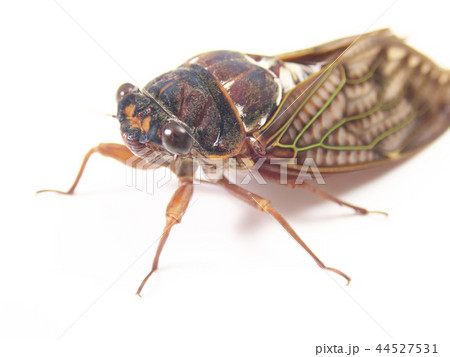 アブラゼミ 44527531