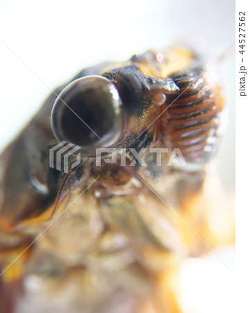 アブラゼミ 44527562