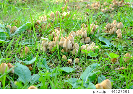 群生するきのこ（キララタケ） 44527591