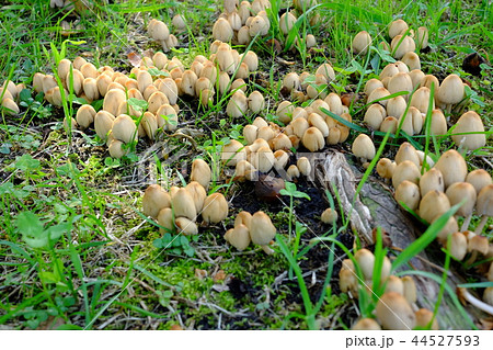 群生するきのこ（キララタケ） 44527593