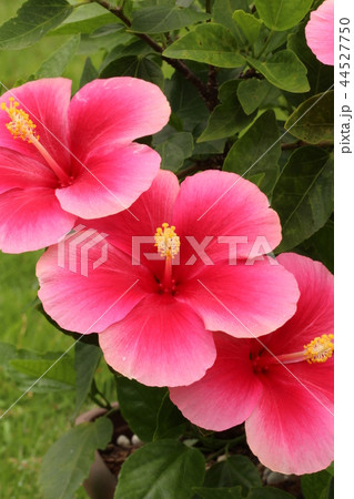 ピンクのハイビスカス 44527750