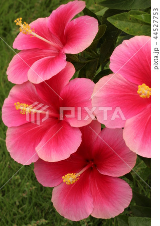 ピンクのハイビスカス 44527753