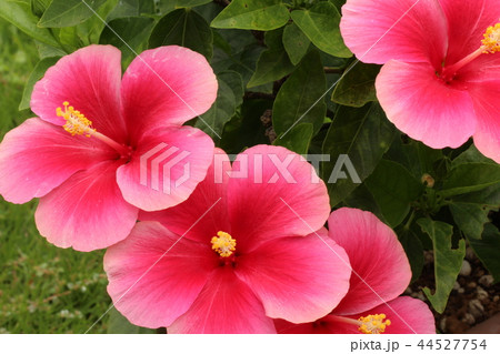 ピンクのハイビスカス 44527754