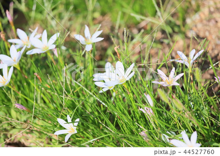 タマスダレの花 44527760