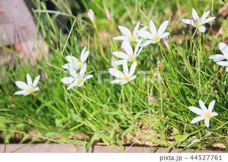 タマスダレの花 44527761