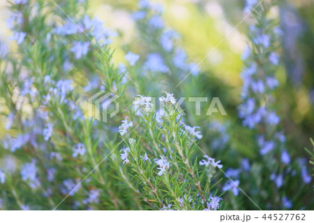 ローズマリーの花 ローズマリーの花 44527762